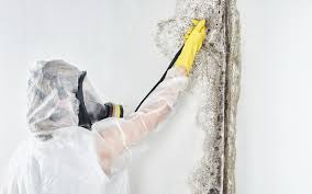 Mold Remediation for Vacation Homes in Dana Point, CA